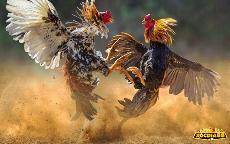 Kỹ thuật chọn gà đá đòn độc theo kinh nghiệm sư kê