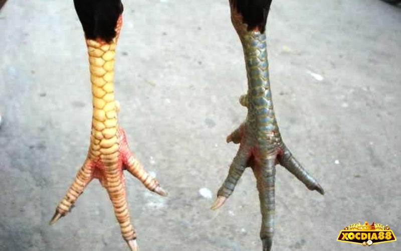 Vảy xuyên đao tốt hay xấu? Góc nhìn từ sư kê lâu năm