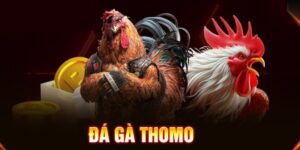 Cá Cược Đá Gà Thomo Kịch Tính, Hấp Dẫn Bậc Nhất Hiện Nay